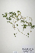  (Trifolium latinum - CP0019924)  @11 [ ] CreativeCommons  Attribution Non-Commercial No Derivatives (2020) Herbarium C Natural History Museum of Denmark