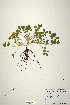  (Trifolium affine - CP0019925)  @11 [ ] CreativeCommons  Attribution Non-Commercial No Derivatives (2020) Herbarium C Natural History Museum of Denmark