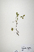  (Trifolium caucasicum - CP0019927)  @11 [ ] CreativeCommons  Attribution Non-Commercial No Derivatives (2020) Herbarium C Natural History Museum of Denmark