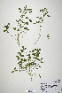  (Trifolium gemellum - CP0019928)  @11 [ ] CreativeCommons  Attribution Non-Commercial No Derivatives (2020) Herbarium C Natural History Museum of Denmark