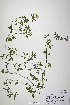 ( - CP0019929)  @11 [ ] CreativeCommons  Attribution Non-Commercial No Derivatives (2020) Herbarium C Natural History Museum of Denmark