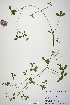  ( - CP0019930)  @11 [ ] CreativeCommons  Attribution Non-Commercial No Derivatives (2020) Herbarium C Natural History Museum of Denmark