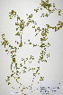  (Trifolium patens - CP0019931)  @11 [ ] CreativeCommons  Attribution Non-Commercial No Derivatives (2020) Herbarium C Natural History Museum of Denmark
