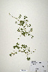  (Trifolium riograndense - CP0019934)  @11 [ ] CreativeCommons  Attribution Non-Commercial No Derivatives (2020) Herbarium C Natural History Museum of Denmark