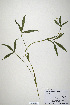  (Trifolium kingii var. productum - CP0019935)  @11 [ ] CreativeCommons  Attribution Non-Commercial No Derivatives (2020) Herbarium C Natural History Museum of Denmark