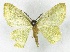  (Eois marcearia - MJC_754)  @11 [ ] CC-BY-NC (2024) Matthew J.W. Cock Unspecified