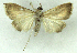  ( - MJC_801)  @11 [ ] CC-BY-NC (2024) M.J.W. Cock Unspecified