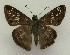  (Clito trinidadensis - MJC_821)  @11 [ ] CC-BY-NC (2024) John Morrall Unspecified