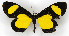 ( - MC_360)  @11 [ ] CC-BY-NC (2021) M.J.W. Cock Unspecified