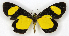  ( - MC_360)  @11 [ ] CC-BY-NC (2021) M.J.W. Cock Unspecified