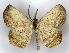  (Eusarca concomitaria - MJC_146)  @11 [ ] CC-BY-NC (2021) M.J.W. Cock Unspecified