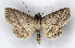  ( - MJC_631)  @11 [ ] CC-BY-NC (2023) M.J.W. Cock Unspecified