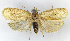  (Stenoma consociella - MJC_693)  @11 [ ] Unspecified (default): All Rights Reserved  Unspecified Unspecified