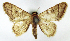  (Idaea rufarenaria - MJC_697)  @11 [ ] Unspecified (default): All Rights Reserved  Unspecified Unspecified