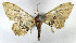  (Idaea gospera - MJC698)  @11 [ ] Unspecified (default): All Rights Reserved  Unspecified Unspecified