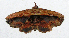  (Oroscopa diascia - MJC_SMT-037)  @11 [ ] CC-BY-NC (2023) S.M. Tran Unspecified