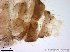  ( - TPI:ENT:#0000161)  @12 [ ] Copyright (2014) Lara E. Harrup The Pirbright Institute, Ash Road, Pirbright, Woking, Surrey, GU240NF, UK
