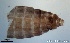  ( - TPI:ENT:#0000162)  @12 [ ] Copyright (2014) Lara E. Harrup The Pirbright Institute, Ash Road, Pirbright, Woking, Surrey, GU240NF, UK