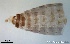  ( - TPI:ENT:#0000166)  @12 [ ] Copyright (2014) Lara E. Harrup The Pirbright Institute, Ash Road, Pirbright, Woking, Surrey, GU240NF, UK
