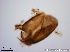  ( - TPI:ENT:#0000187)  @12 [ ] Copyright (2014) Lara E. Harrup The Pirbright Institute, Ash Road, Pirbright, Woking, Surrey, GU240NF, UK
