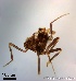  ( - TPI:ENT:#0000188)  @12 [ ] Copyright (2014) Lara E. Harrup The Pirbright Institute, Ash Road, Pirbright, Woking, Surrey, GU240NF, UK