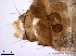  ( - TPI:ENT:#0000189)  @12 [ ] Copyright (2014) Lara E. Harrup The Pirbright Institute, Ash Road, Pirbright, Woking, Surrey, GU240NF, UK