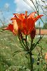  (Lilium bulbiferum - 101_1)  @11 [ ] Copyright (2013) M. Lazarus UG