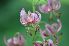  (Lilium martagon - 102_1)  @11 [ ] Copyright (2013) M. Lazarus UG
