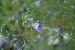  (Linoideae - 105_2)  @11 [ ] Unspecified (default): All Rights Reserved  Unspecified Unspecified