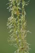  (Utricularia minor - 179_4)  @11 [ ] Copyright (2013) M. Lazarus UG
