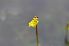  ( - 179 3)  @11 [ ] Copyright (2013) M. Lazarus UG