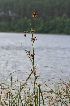  ( - 38 4)  @11 [ ] Copyright (2013) M. Lazarus UG