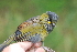  ( - B30735)  @11 [ ] CreativeCommons - Attribution Non-Commercial Share-Alike (2019) Unspecified College of Environmental Studies, National Dong Hwa University