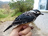  ( - C46335)  @11 [ ] CreativeCommons - Attribution Non-Commercial Share-Alike (2019) Unspecified College of Environmental Studies, National Dong Hwa University