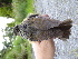  ( - A36273)  @11 [ ] CreativeCommons - Attribution Non-Commercial Share-Alike (2019) Unspecified College of Environmental Studies, National Dong Hwa University