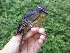  ( - A36275)  @11 [ ] CreativeCommons - Attribution Non-Commercial Share-Alike (2019) Unspecified College of Environmental Studies, National Dong Hwa University