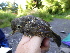  ( - A36277)  @11 [ ] CreativeCommons - Attribution Non-Commercial Share-Alike (2019) Unspecified College of Environmental Studies, National Dong Hwa University