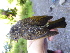  ( - A36277)  @11 [ ] CreativeCommons - Attribution Non-Commercial Share-Alike (2019) Unspecified College of Environmental Studies, National Dong Hwa University
