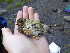  ( - A36277)  @11 [ ] CreativeCommons - Attribution Non-Commercial Share-Alike (2019) Unspecified College of Environmental Studies, National Dong Hwa University