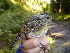  ( - K43271)  @11 [ ] CreativeCommons - Attribution Non-Commercial Share-Alike (2019) Unspecified College of Environmental Studies, National Dong Hwa University