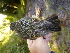  ( - K43271)  @11 [ ] CreativeCommons - Attribution Non-Commercial Share-Alike (2019) Unspecified College of Environmental Studies, National Dong Hwa University