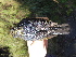  ( - A36245)  @11 [ ] CreativeCommons - Attribution Non-Commercial Share-Alike (2019) Unspecified College of Environmental Studies, National Dong Hwa University