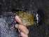  ( - A36250)  @11 [ ] CreativeCommons - Attribution Non-Commercial Share-Alike (2019) Unspecified College of Environmental Studies, National Dong Hwa University