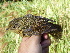  (Tarsiger indicus - K44542)  @11 [ ] CreativeCommons - Attribution Non-Commercial Share-Alike (2019) Unspecified College of Environmental Studies, National Dong Hwa University