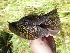  ( - K44542)  @11 [ ] CreativeCommons - Attribution Non-Commercial Share-Alike (2019) Unspecified College of Environmental Studies, National Dong Hwa University