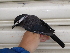  ( - C47052)  @11 [ ] CreativeCommons - Attribution Non-Commercial Share-Alike (2019) Unspecified College of Environmental Studies, National Dong Hwa University