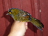  ( - B53209)  @11 [ ] CreativeCommons - Attribution Non-Commercial Share-Alike (2019) Unspecified College of Environmental Studies, National Dong Hwa University