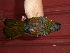  ( - B53209)  @11 [ ] CreativeCommons - Attribution Non-Commercial Share-Alike (2019) Unspecified College of Environmental Studies, National Dong Hwa University