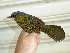  ( - B53214)  @11 [ ] CreativeCommons - Attribution Non-Commercial Share-Alike (2019) Unspecified College of Environmental Studies, National Dong Hwa University