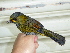  ( - B53215)  @11 [ ] CreativeCommons - Attribution Non-Commercial Share-Alike (2019) Unspecified College of Environmental Studies, National Dong Hwa University